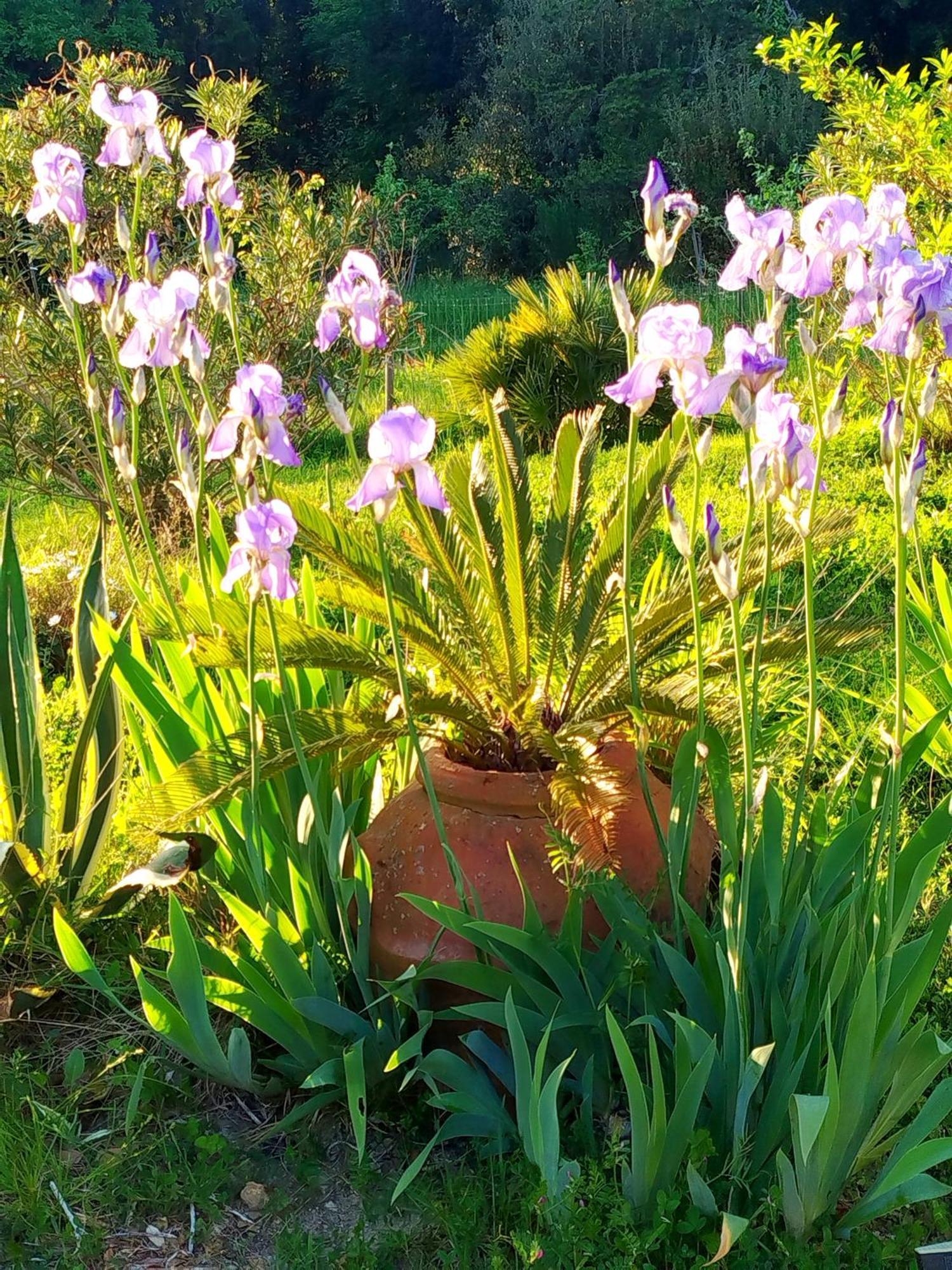 Agriturismo Podere Le Palaie Monterotondo  Kültér fotó